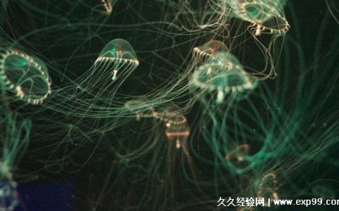 哪个动物没有心脏和大脑 以水母为代表的低等动物都没有