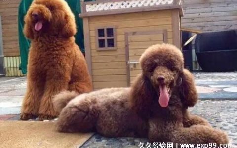 巨型贵宾犬多少钱一只 5000到上万元(价格较贵)