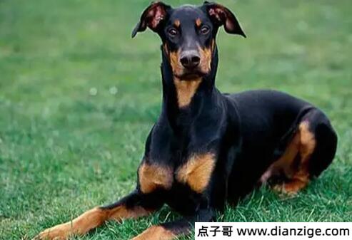 杜宾犬幼犬价格多少钱一只 至少3000元
