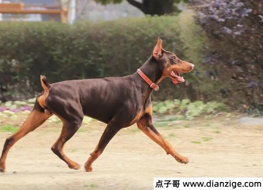 杜宾犬幼犬价格多少钱一只 至少3000元