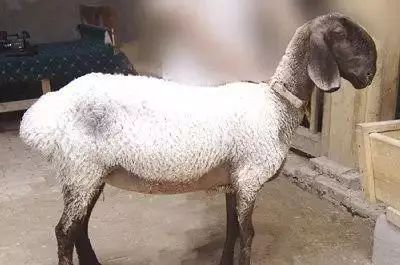 刀郎羊多少钱一只 刀郎羊为什么那么值钱-1