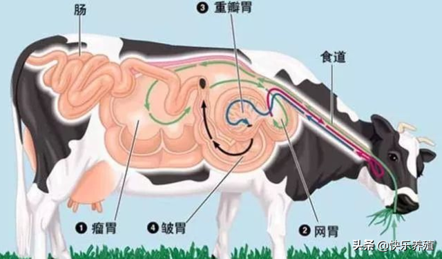 牛有几个胃，牛有4个胃(瘤胃/网胃/重瓣胃/皱胃)-1